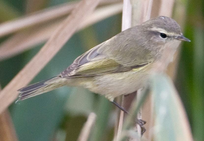 Common Chiffchaff Phylloscopus collybita