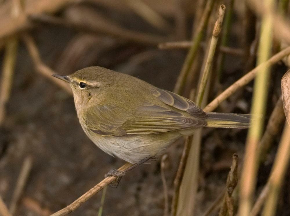 Common Chiffchaff Phylloscopus collybita