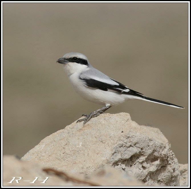 Great Grey Shrike Lanius excubitor lahotra