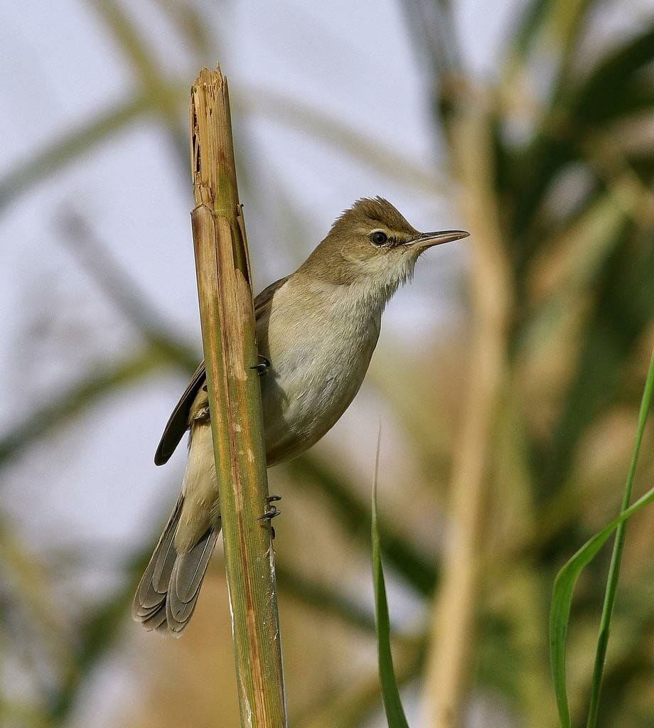 Great Reed Warbler on a branch of a tree