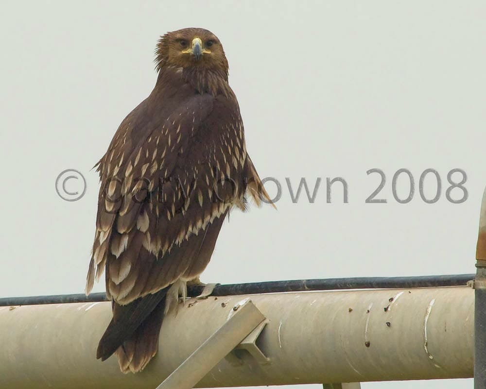 Greater Spotted Eagle perching on a pipe
