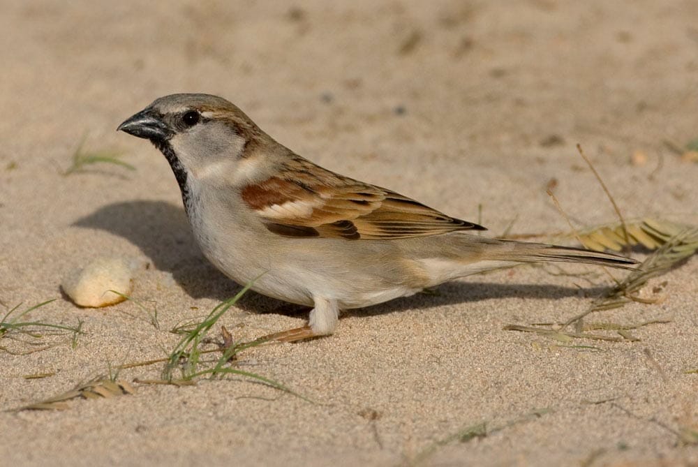 House Sparrow perching on the ground