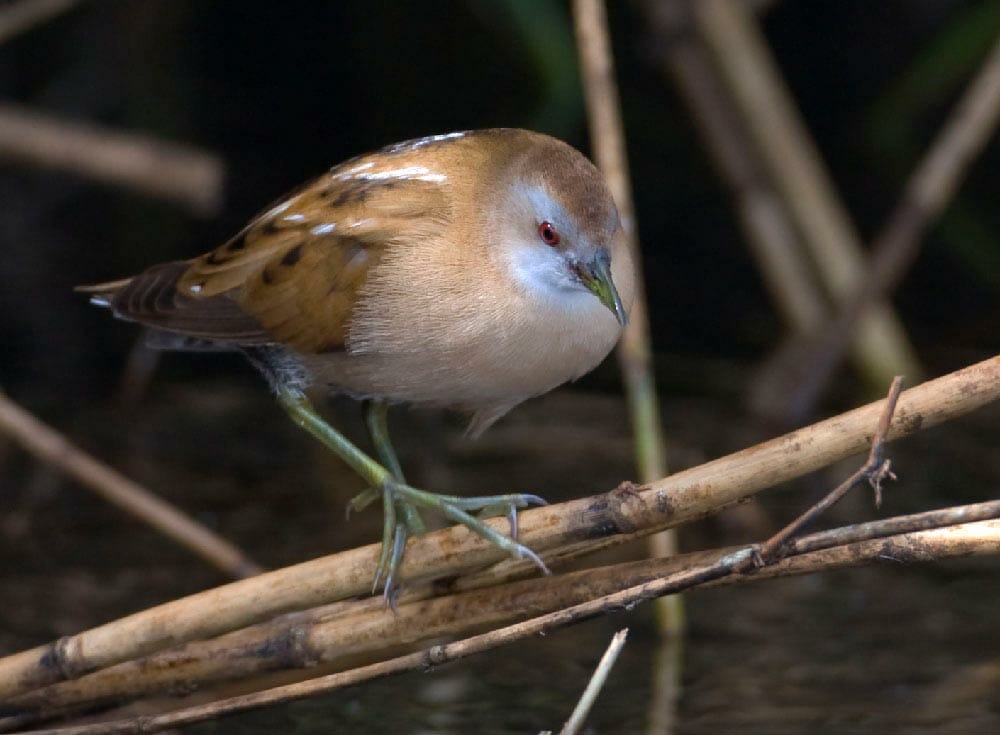 Little Crake walking on reed stems