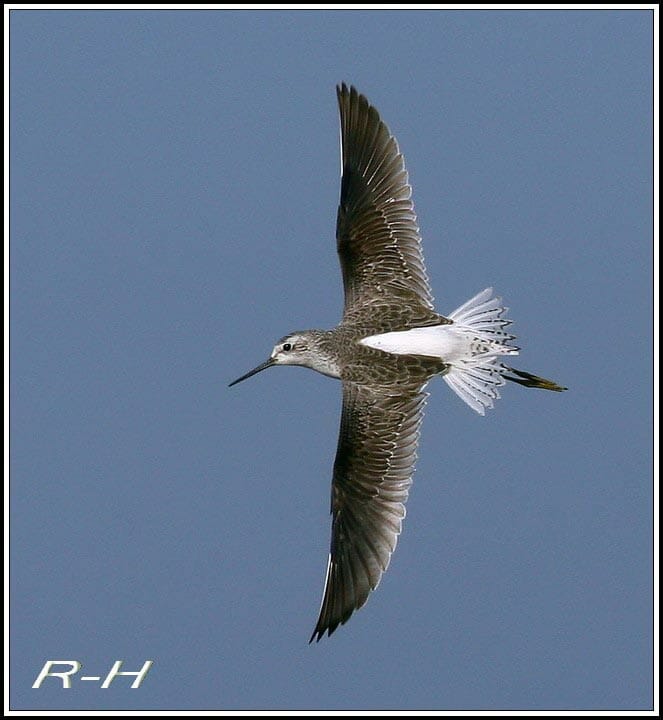 Marsh Sandpiper in flight