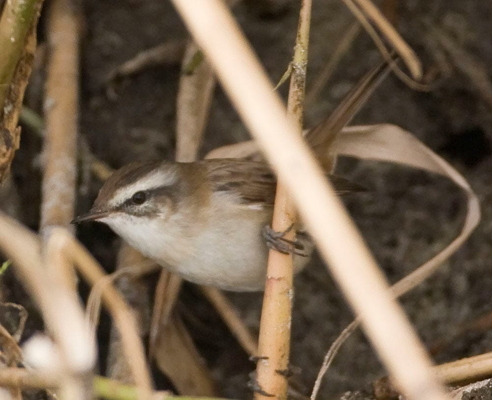 Moustached Warbler perched on reed stem