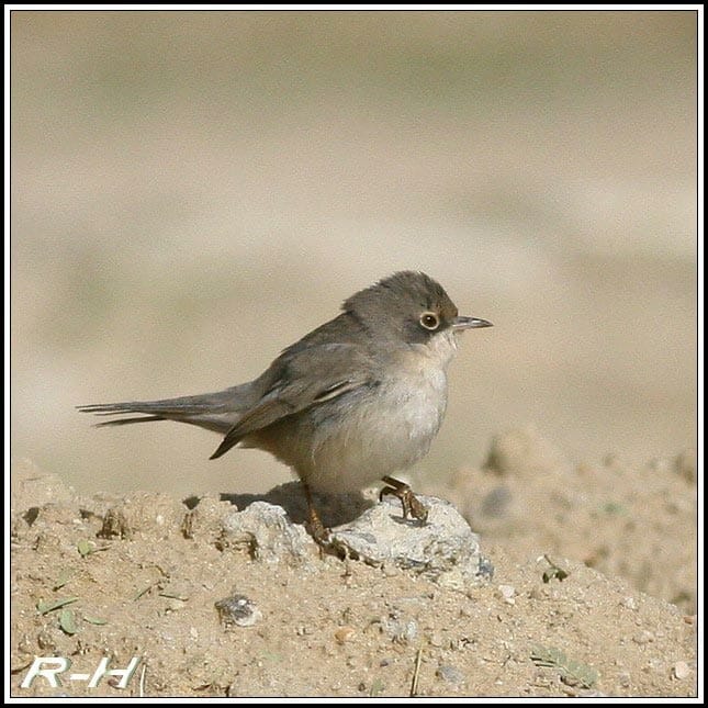 Ménétries’s Warbler Curruca mystacea