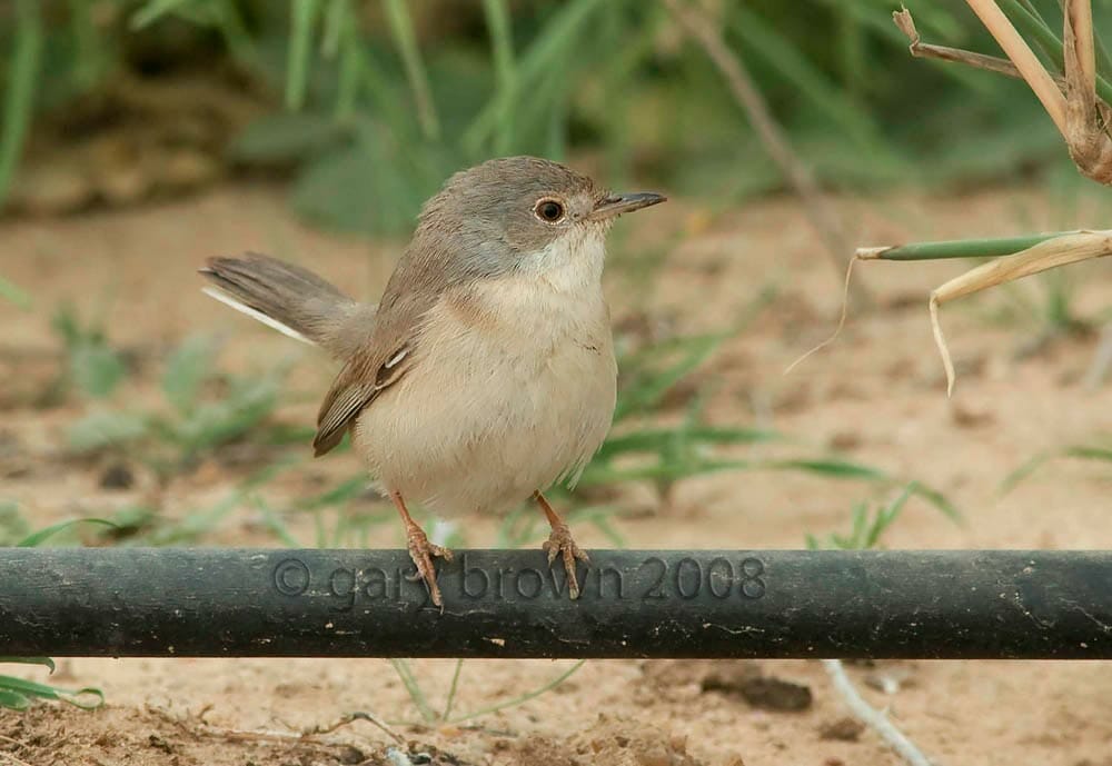 Ménétries’s Warbler Curruca mystacea