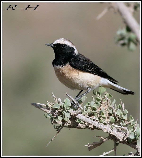 Pied Wheatear Oenanthe pleschanka on a branch
