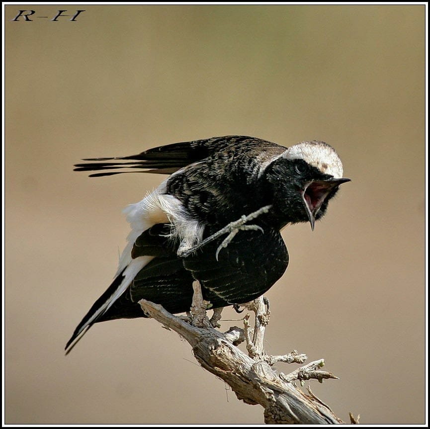 Pied Wheatear breening