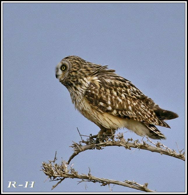 Short-eared Owl perched on a branch