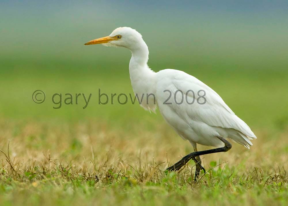 Western Cattle Egret standing on the ground