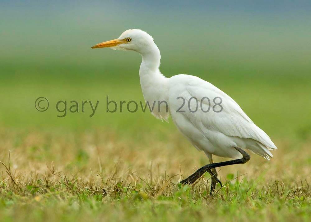 Western Cattle Egret standing on the ground