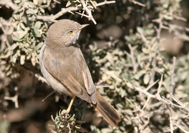 Asian Desert Warbler feeding on a desert bush