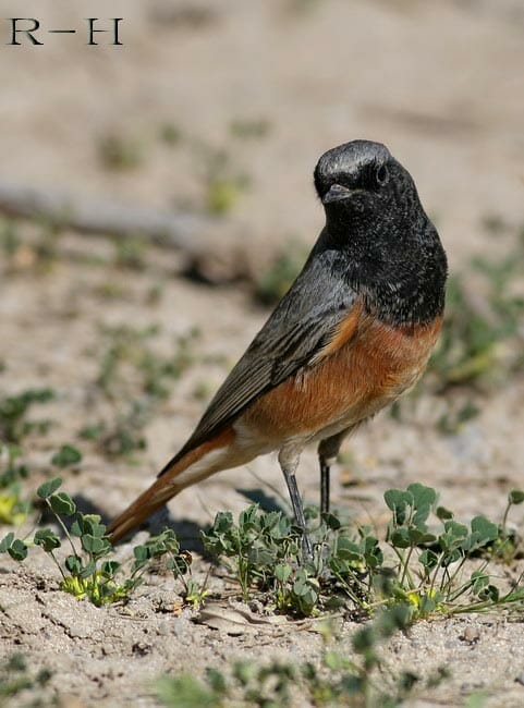 Black Redstart Phoenicurus (ochruros) phoenicuroides on ground