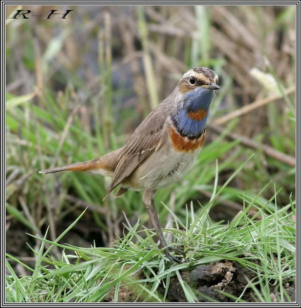 Bluethroat Luscinia svecica on grass