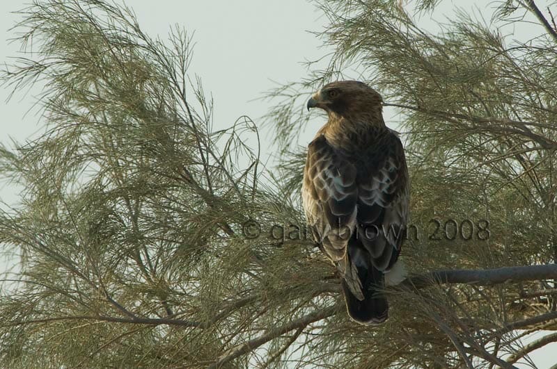 Booted Eagle Hieraaetus pennatus on a tree