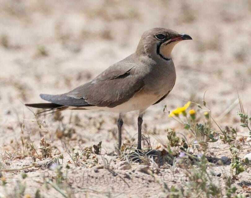 Collared Pratincole perching on the ground