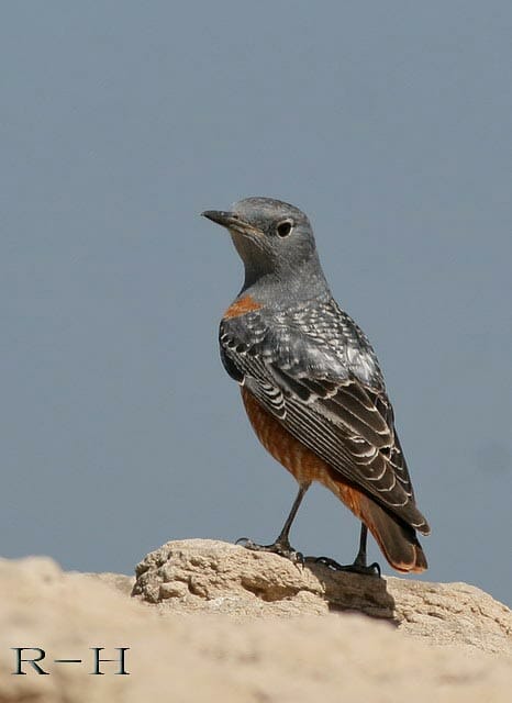 Common Rock Thrush Monticola saxatilis on a rock