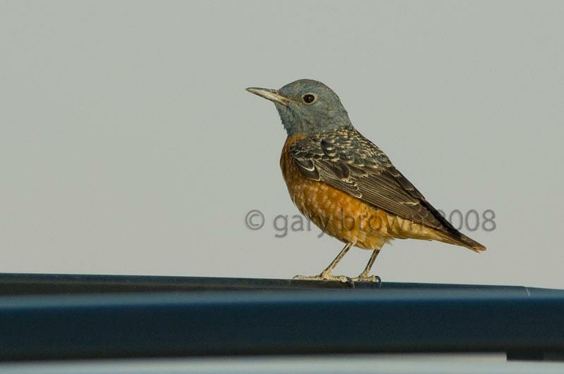 Common Rock Thrush Monticola saxatilis on a pipe