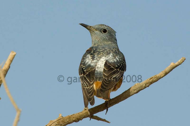 Common Rock Thrush Monticola saxatilis on a branch