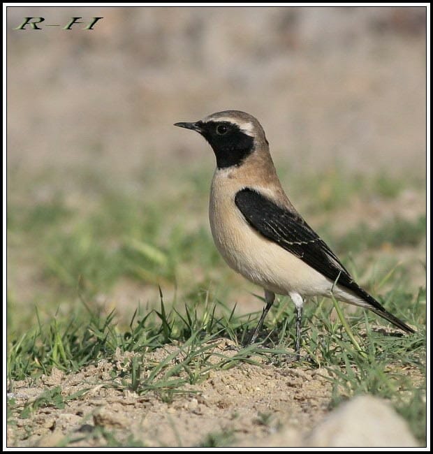 Eastern Black-eared Wheatear Oenanthe melanoleuca on ground