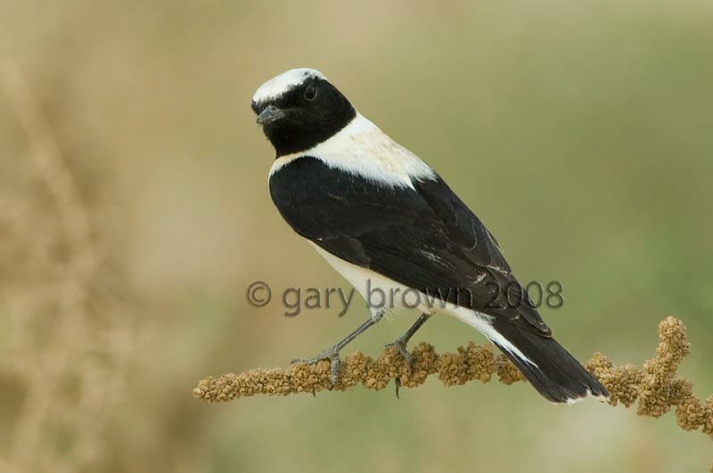 Eastern Black-eared Wheatear Oenanthe melanoleuca on a branch