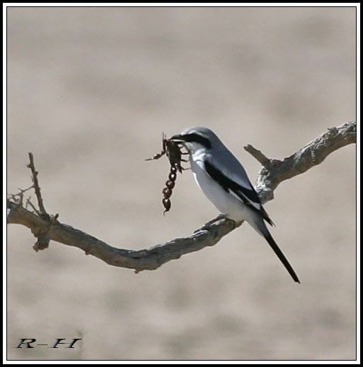 Great Grey Shrike Lanius excubitor lahotra feeding on a big scorpion