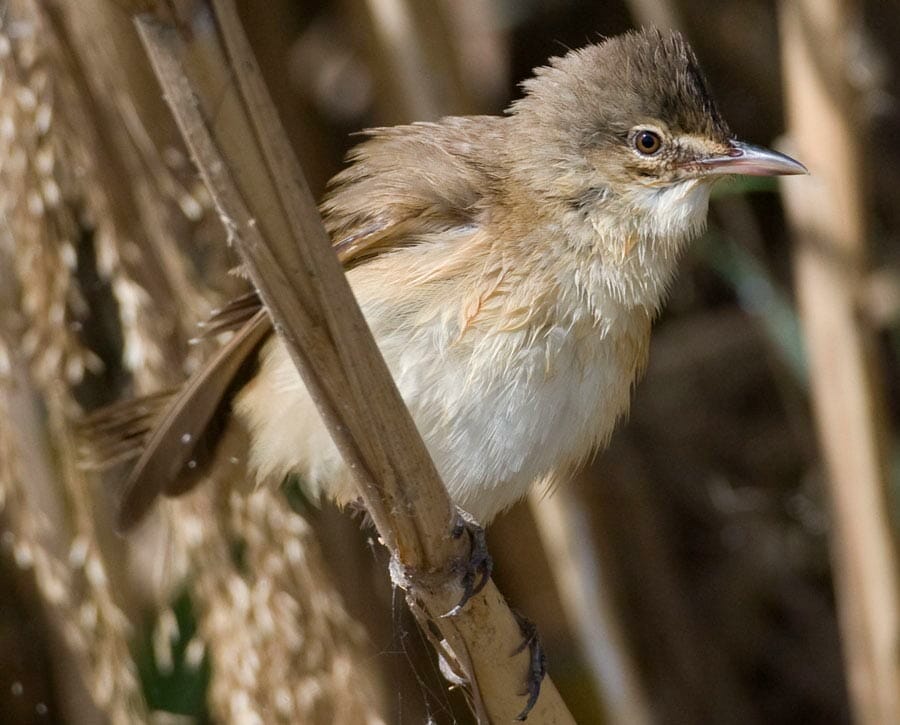 Great Reed Warbler Acrocephalus arundinaceus on dry reed stem