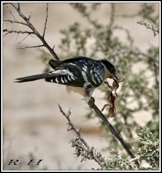 Great Spotted Cuckoo Clamator glandarius feeding on a juvenile Spiny-tailed Lizzard