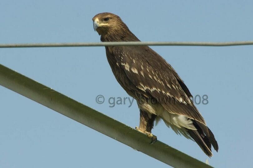 Greater Spotted Eagle perching on a pylon