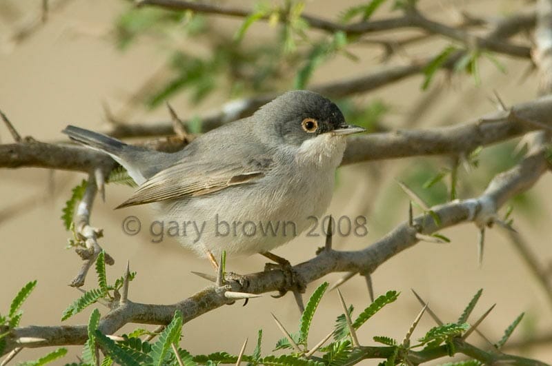 Ménétries’s Warbler Curruca mystacea on a branch
