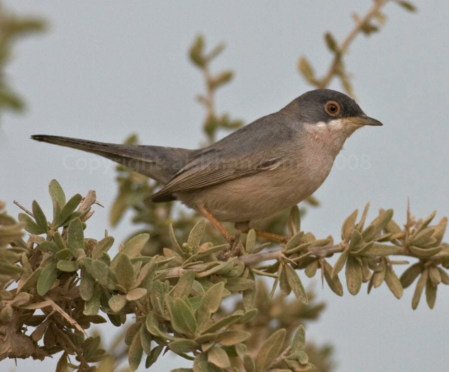 Ménétries’s Warbler Curruca mystacea on a bush