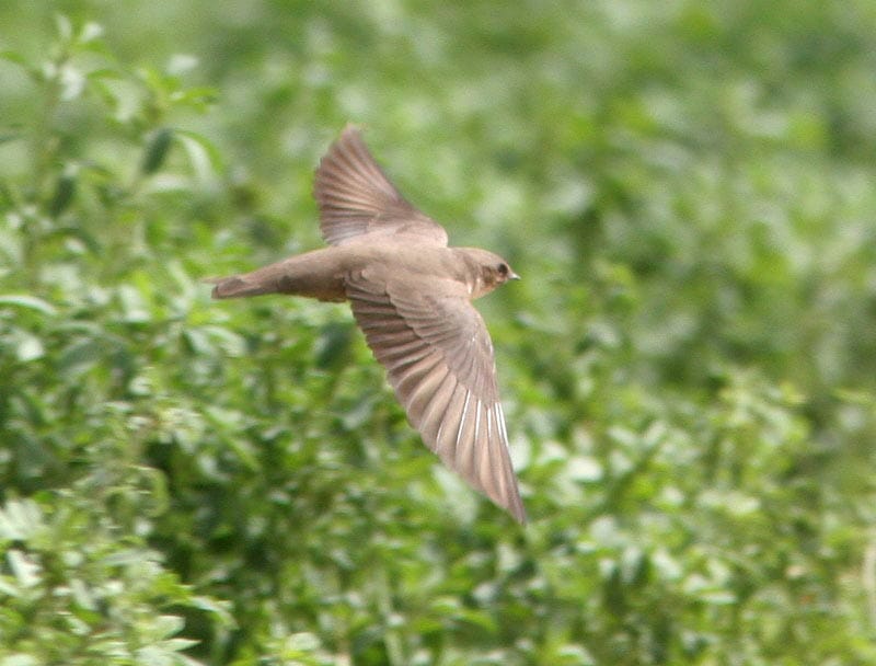 Pale Crag Martin Ptyonoprogne obsoleta on flight