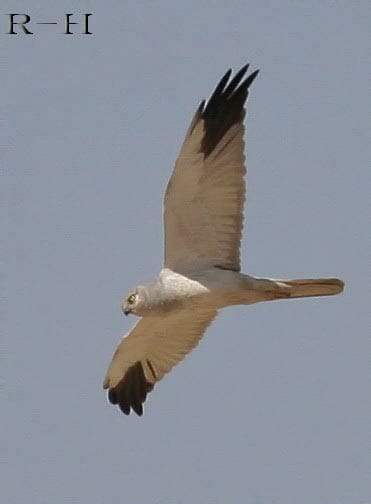 Pallid Harrier Circus macrourus in flight