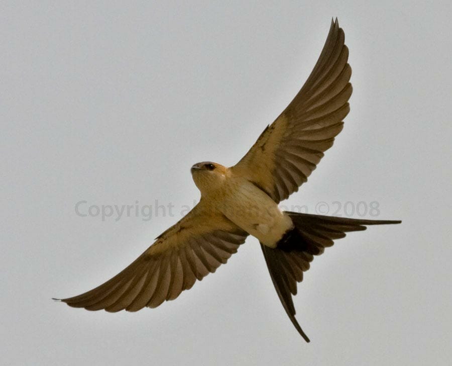 Red-rumped Swallow Cecropis daurica on flight