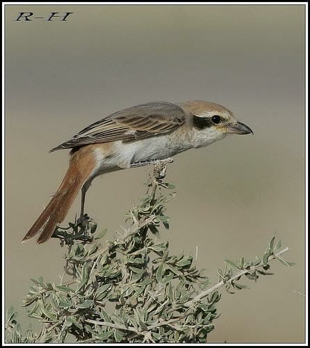 Red-tailed Shrike Lanius phoenicuroides on top of branch