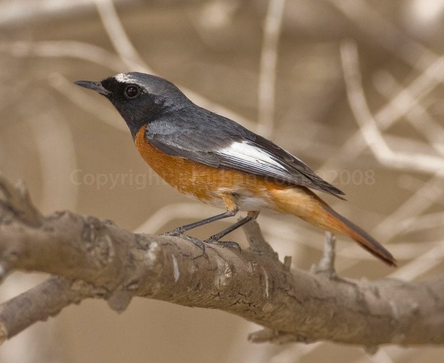 Redstart Phoenicurus phoenicurus samamisicus on a branch