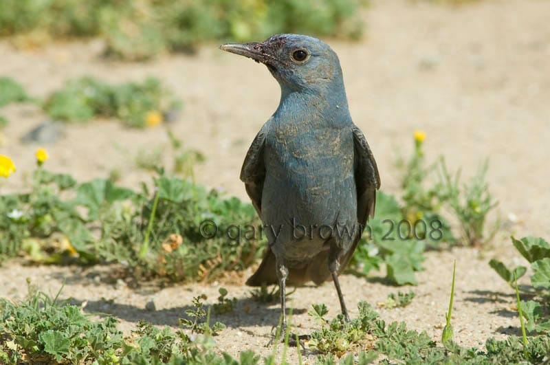 Western Blue Rock Thrush Monticola solitarius on ground feeding