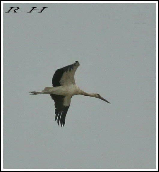 Western White Stork in flight
