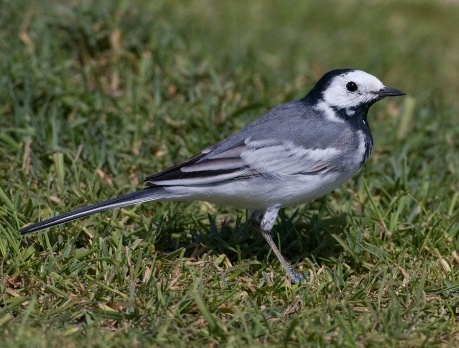 White Wagtail Motacilla alba on permuda grass