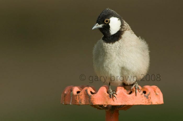 White-eared Bulbul Pycnonotus leucotis on irrigation spinkler