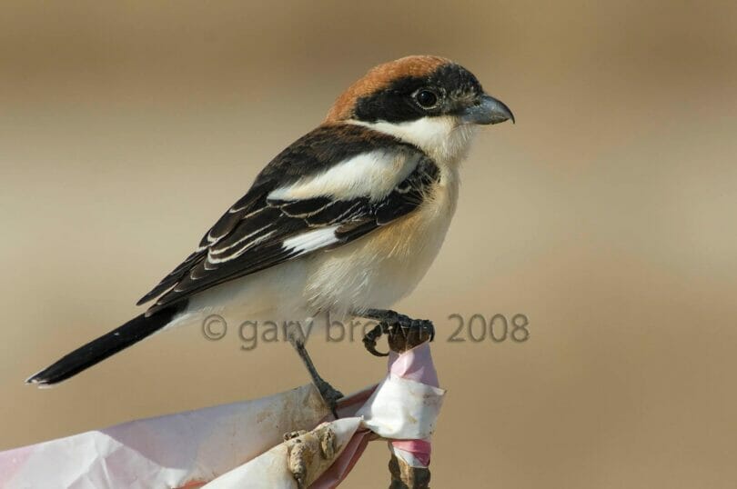 Woodchat Shrike perching on a stick