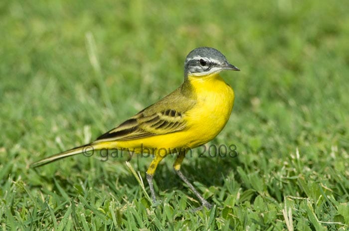 Sykes’s Wagtail Motacilla (flava) beema feeding on grass