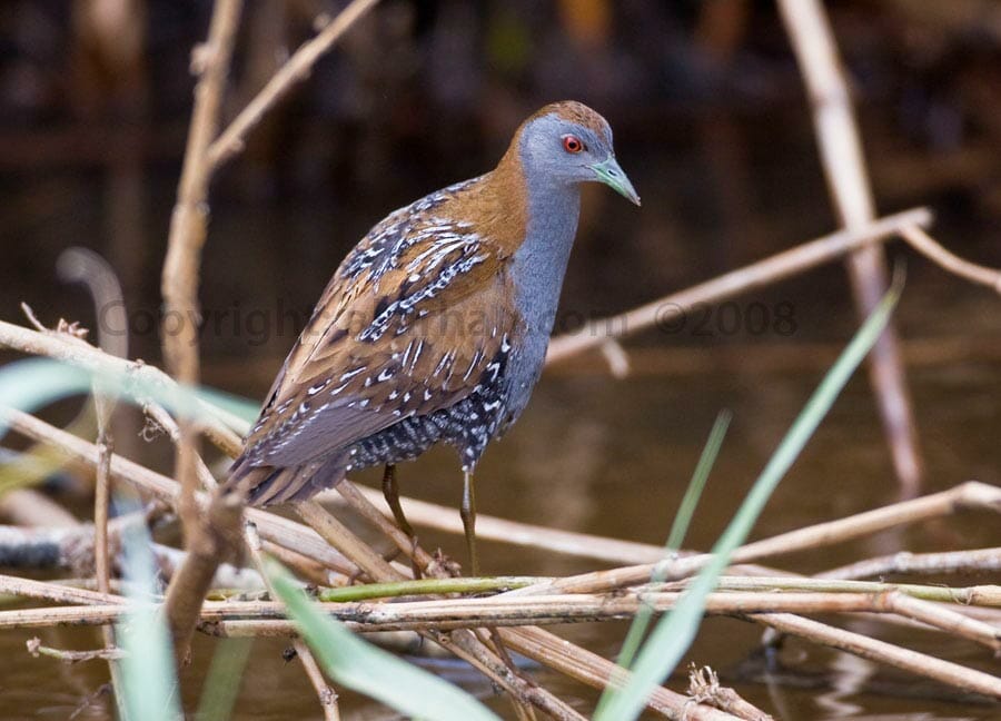 Baillon's Crake perching on reeds