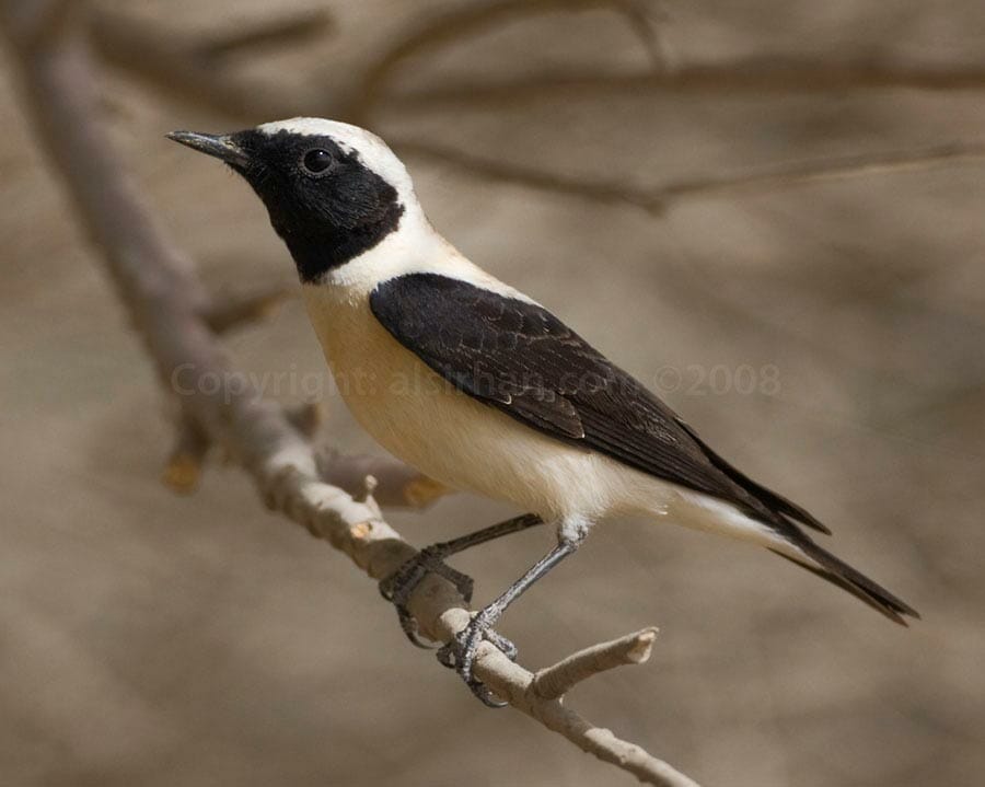 Eastern Black-eared Wheatear Oenanthe melanoleuca on a branch