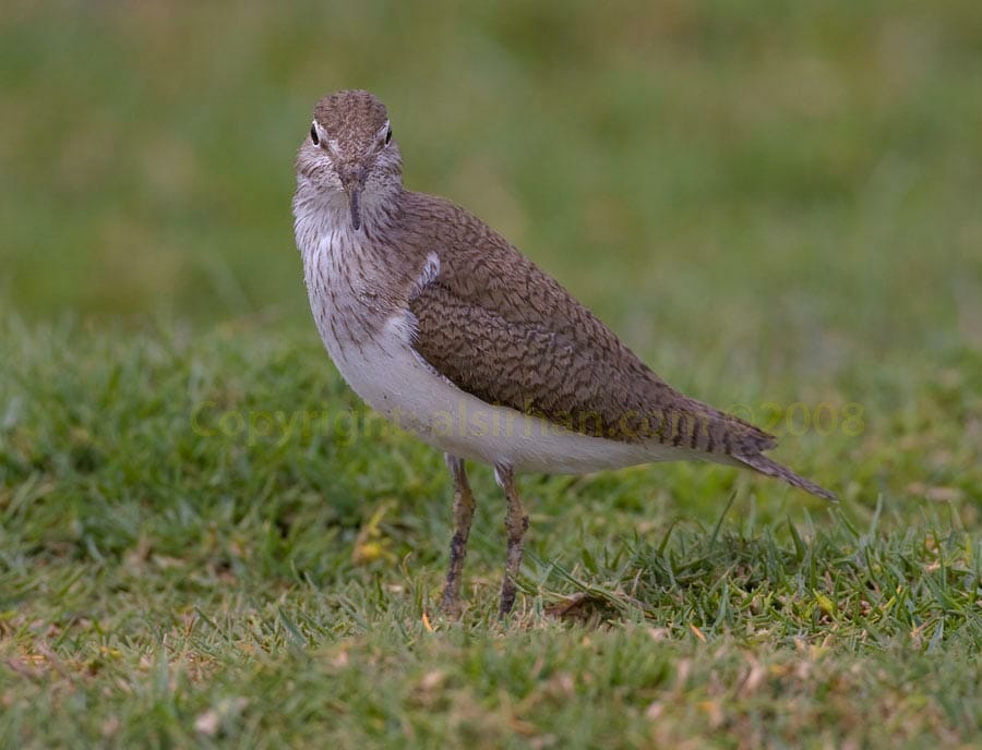Common Sandpiper Actitis hypoleucos on grass