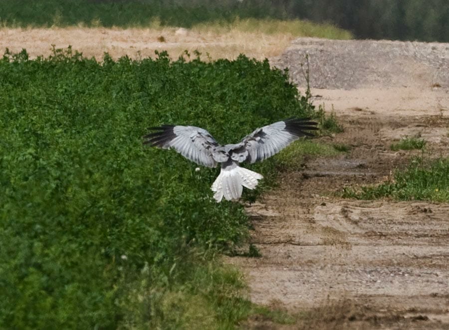 Hen Harrier Circus cyaneus landing on the ground