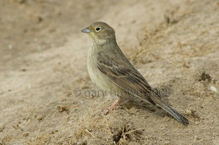 Cinereous Bunting Emberiza (cineracea) semenowi on ground