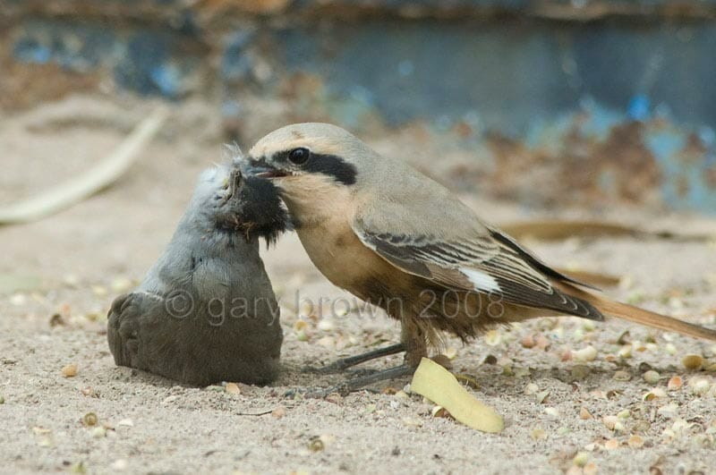 Daurian Shrike Lanius isabellinus feeding on male Blackcap
