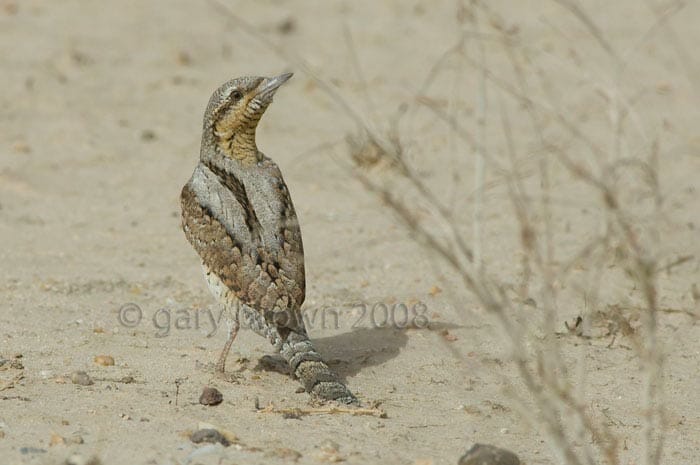 Eurasian Wryneck Jynx torquilla on ground looking over its back
